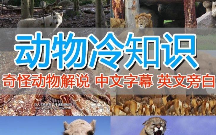 外面卖1699的国外纪录片解说（动物解说、美食、动画片）稳过中视频-51资源库